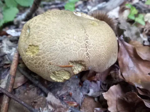 Bitter Beech Bolete