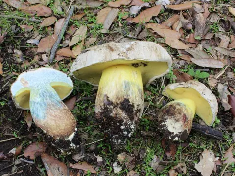 Wurzelnder Schönröhrling (Caloboletus radicans)