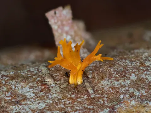 Pfriemförmiger Hörnling (Calocera cornea)