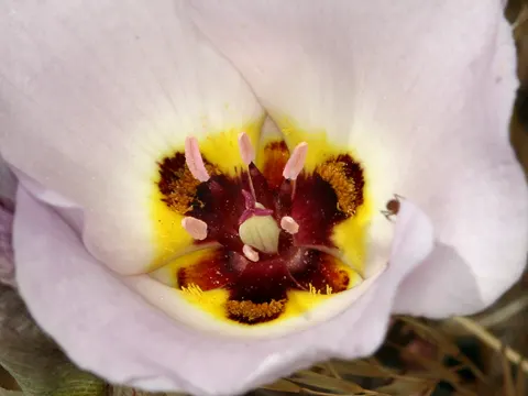 Slender Mariposa Lily