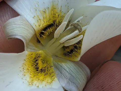 Mariposa-Lilie