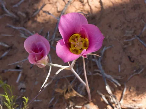 Sego Lily