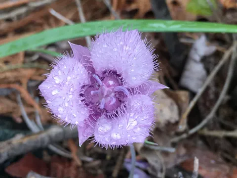 Tolmie's Star Tulip