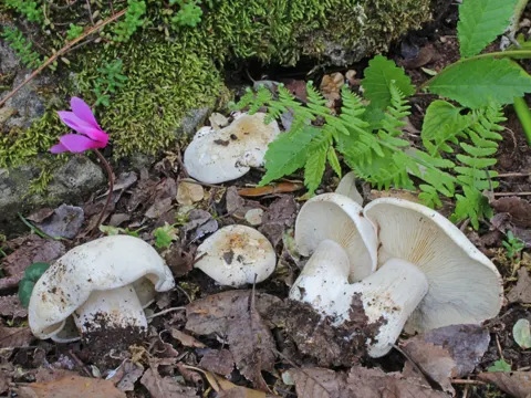 Mairitterling (Calocybe gambosa)