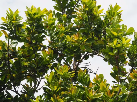 Tamanu