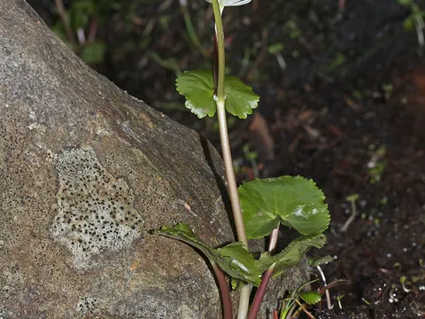 Alpine Marsh Marigold