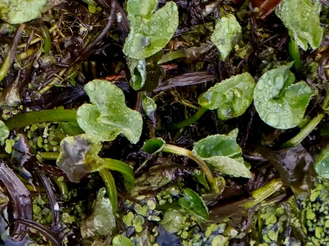 Marsh Marigold