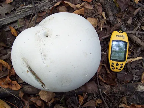Giant Puffball
