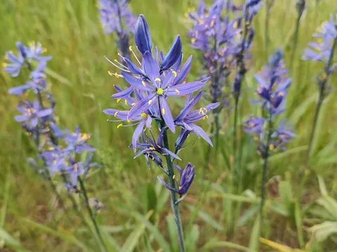 Gewöhnliche Prärielilie (Camassia quamash)