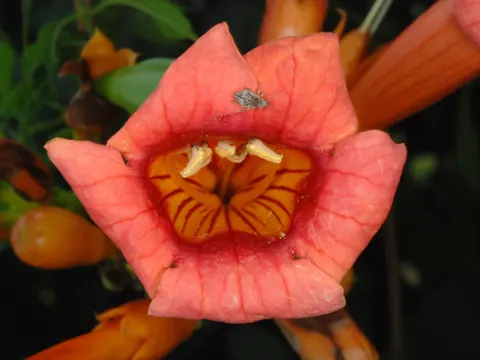 Trompetenwein (Campsis radicans)