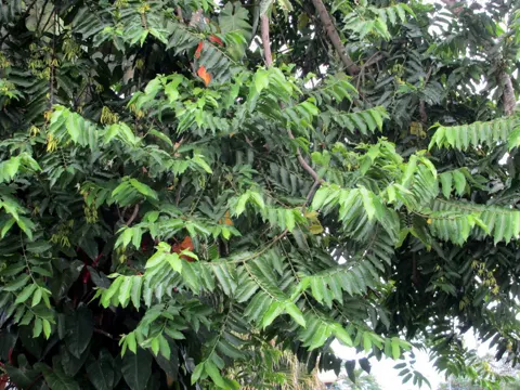 Ylang-ylang