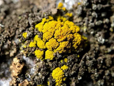 Eidotter-Kronenflechte (Candelariella vitellina)