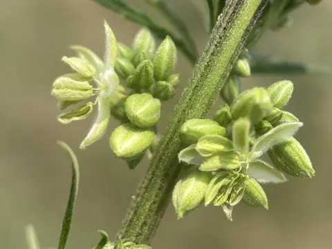 Hanf (Cannabis sativa)