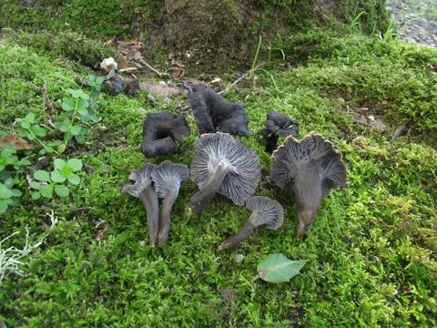 Grauer Leistling (Cantharellus cinereus)