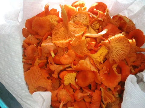 Cinnabar Chanterelle