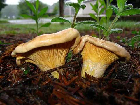 Chanterelle