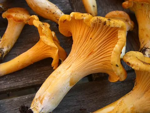 Pacific Golden Chanterelle