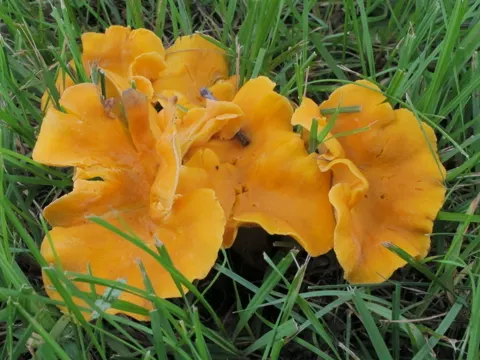 Samtiger Pfifferling (Cantharellus lateritius)