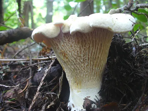 Cantharellus subalbidus (Cantharellus subalbidus)