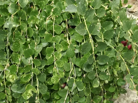 Capparis orientalis