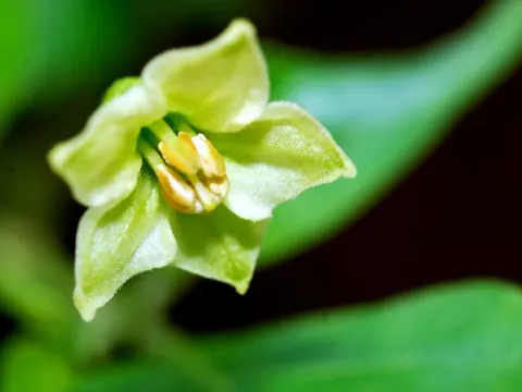 Chillies