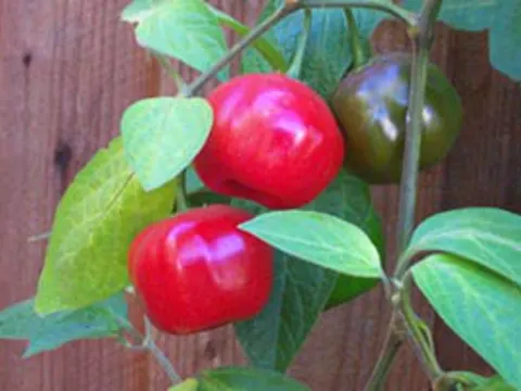 Rocoto
