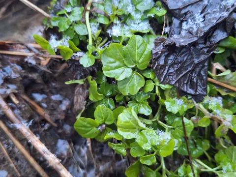 Bitteres Schaumkraut (Cardamine amara)