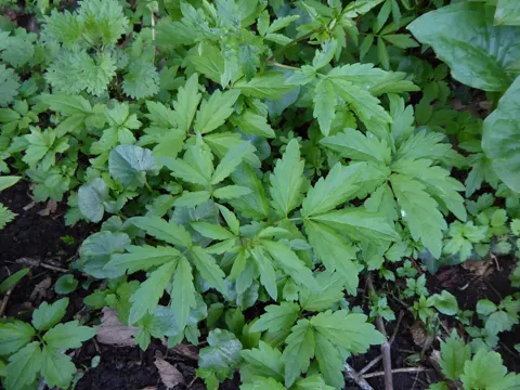Coralroot Bittercress