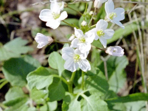 California Toothwort