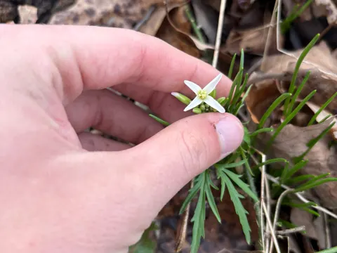Zahnwurz (Cardamine concatenata)