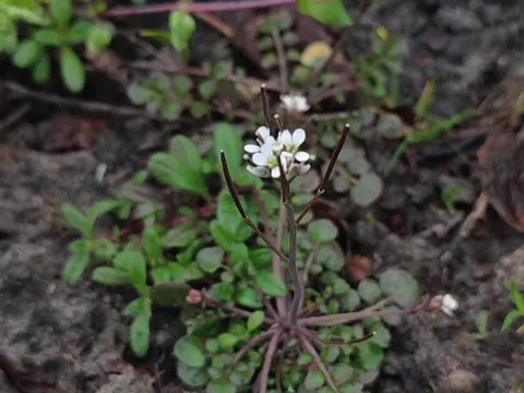 Behaartes Schaumkraut (Cardamine hirsuta)