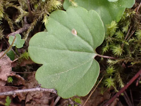 Cardamine nuttallii