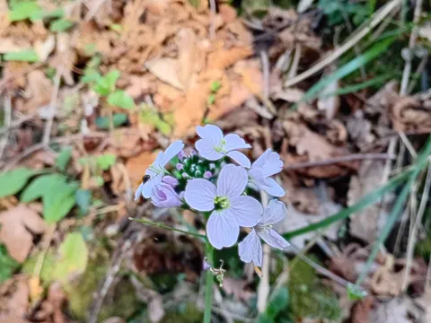 Wiesenschaumkraut (Cardamine pratensis)