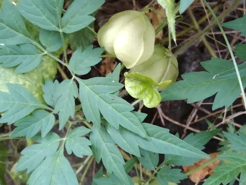 Ballonrebe (Cardiospermum halicacabum)