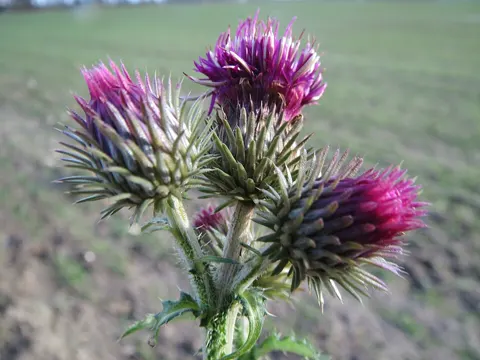 Weg-Distel (Carduus acanthoides)