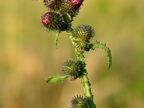 Krause Distel (Carduus crispus)
