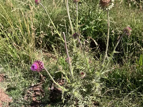 Musk Thistle