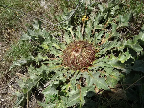 Thistle Carline