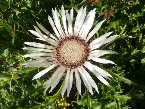 Carline Thistle