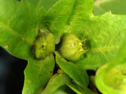 Amerikanische Hainbuche (Carpinus caroliniana)