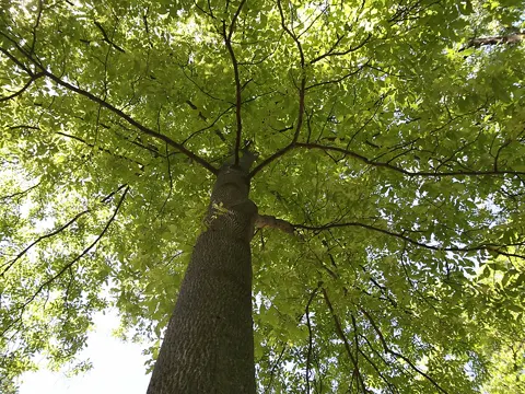 Mockernut-Hickory
