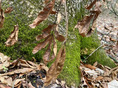 Bitternut Hickory
