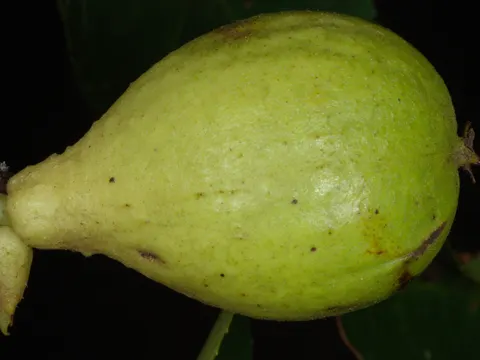 Ferkelnuß (Carya glabra)