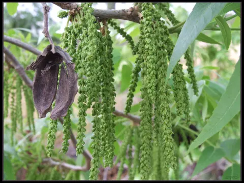 Pekannuss (Carya illinoinensis)