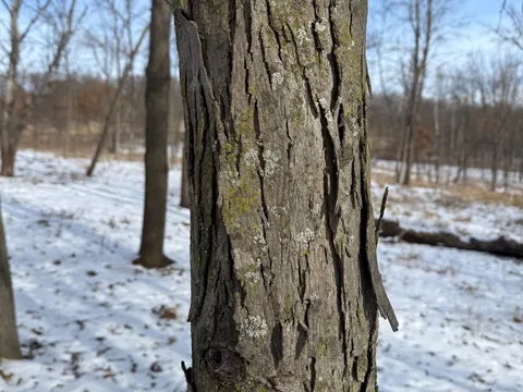 Shagbark Hickory