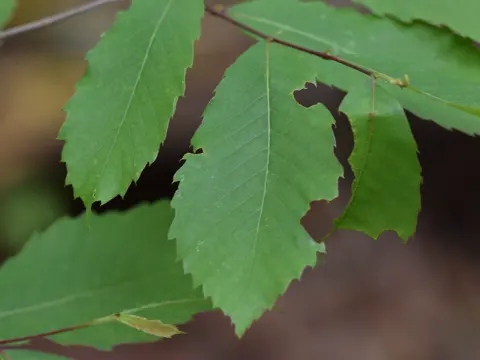 Pennsylvanische Kastanie (Castanea pumila)