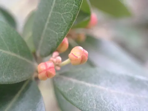Castela coccinea