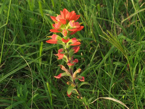 Castilleja indivisa