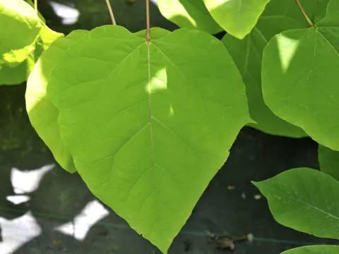 Gewöhnlicher Trompetenbaum (Catalpa bignonioides)