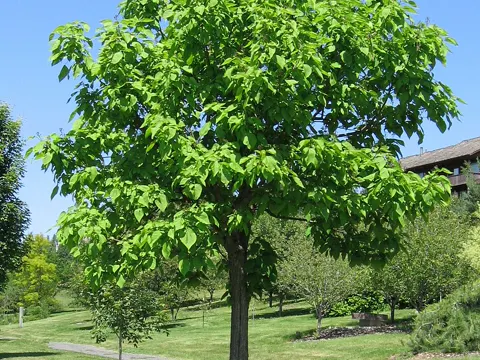 Westlicher Trompetenbaum (Catalpa speciosa)